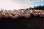 Sheep, South Island, New Zealand, ACFV02P11_07.4099