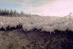 Sheep, South Island, New Zealand, ACFV02P11_07B.4099