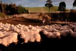 Sheep, South Island, New Zealand, ACFV02P11_09.4099