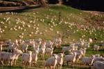Sheep, South Island, New Zealand, ACFV02P11_10.4098