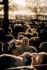 Sheep, South Island, New Zealand, ACFV02P11_11.4099