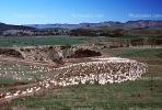 Sheep, South Island, New Zealand, ACFV02P11_15