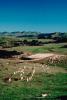 Sheep, South Island, New Zealand, ACFV02P11_16.4099