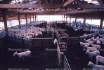 Sheep, South Island, New Zealand, ACFV02P11_18