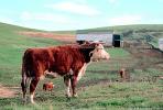 Cow, Biomass, Brawley, California, ACFV02P12_02.1709