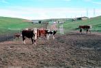 Cow, Biomass, Brawley, California, ACFV02P12_04.1709