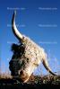 Steer, Skull, Desert, Lander County, Nevada, ACFV02P12_07