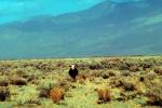 Cow, north of Lone Pine, Owens Valley, eastern Sierra-Mountains, California, ACFV02P13_08.4099