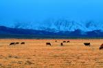 Cow, Biship, Owens Valley, eastern Sierra-Nevada Mountains, California, ACFV02P13_09.4099