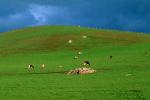 Cow, southwestern Sonoma County, California, ACFV02P13_15.4099