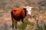 Cow, western Texas, ACFV02P13_18.4099
