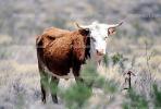 Cow, western Texas