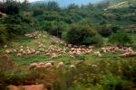 Cow, near Bet Shamesh, Israel, ACFV02P13_19.4099