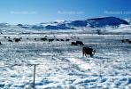 Cows grazing in the snow, Del Norte, Colorado, Beef Cows, ACFV02P14_04