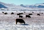 Cows grazing in the snow, Del Norte, Colorado, Beef Cows, ACFV02P14_05