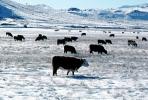 Cows grazing in the snow, Del Norte, Colorado, Beef Cows, ACFV02P14_06