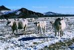 Cows grazing in the snow, Del Norte, Colorado, Beef Cows, ACFV02P14_10