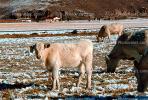 Cows grazing in the snow, Del Norte, Colorado, Beef Cows, ACFV02P14_11.1709