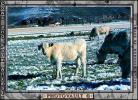 Cows grazing in the snow, Del Norte, Colorado, Beef Cows, ACFV02P14_11