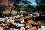 Cattle, Nicaragua