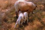 Sheep, Lamb, Othoni Island, Greece, ACFV02P14_13.4099