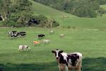 Cow, Marin County, California, ACFV02P14_17