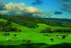 Cow, Marin County, California, ACFV02P14_18