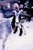 Goat, ACFV02P14_19B
