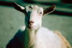 Billy Goat, ACFV02P15_09.4099