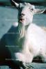 Billy Goat, ACFV02P15_10