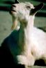 Billy Goat, ACFV02P15_11.4099