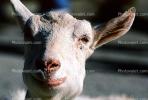 Billy Goat, ACFV02P15_13