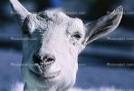 Billy Goat, ACFV02P15_13B