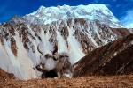 yak, Mount Tserkori, Nepal, ACFV03P01_01.4099