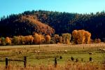 sheep, fence, Quincy, California, autumn, ACFV03P01_02.4099