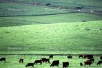 Cow, Sonoma County, California, ACFV03P02_15