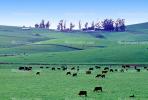 Cow, Sonoma County, California, ACFV03P03_01