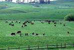 Cow, Sonoma County, California, ACFV03P03_04
