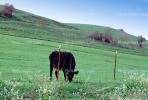 Cow, The Grass is Greener on the Other Side, Sonoma County, California, ACFV03P03_05