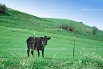 Cow, Sonoma County, California, ACFV03P03_06