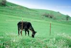 Cow, The Grass is Greener on the Other Side, Sonoma County, California, ACFV03P03_07