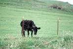 Cow, The Grass is Greener on the Other Side, Sonoma County, California, ACFV03P03_08