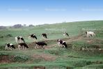 Cow, Sonoma County, California, ACFV03P03_10