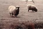 sheep, Cotati, Sonoma County, ACFV03P03_18.1710