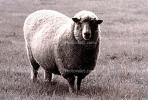 sheep, Cotati, Sonoma County, ACFV03P03_19.1710