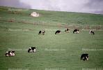 Cow, Sonoma County, California, ACFV03P04_01