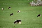 Cow, Sonoma County, California, ACFV03P04_04.1710