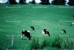 Cow, Sonoma County, California, ACFV03P04_08