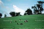 Cow, Sonoma County, California, ACFV03P04_10