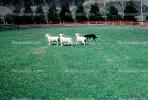 Lamb, Sheep Herding, New Zealand